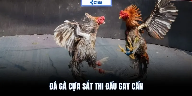 Đá gà cựa sắt thi đấu gay cấn