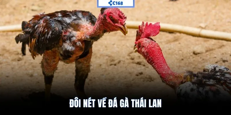 Đôi nét về đá gà Thái Lan