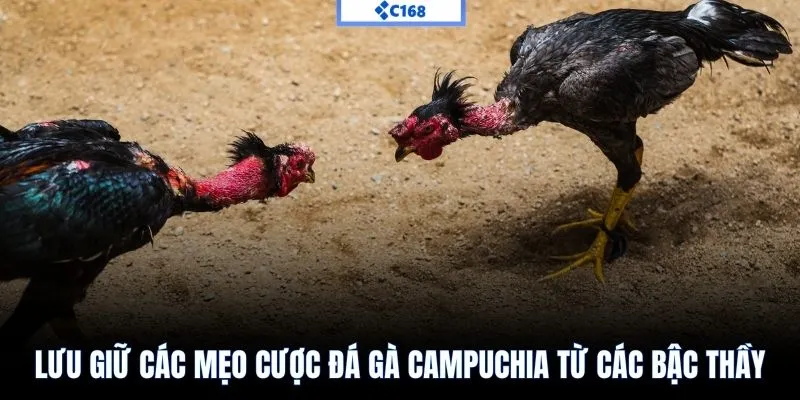 Lưu giữ các mẹo cược đá gà Campuchia từ các bậc thầy