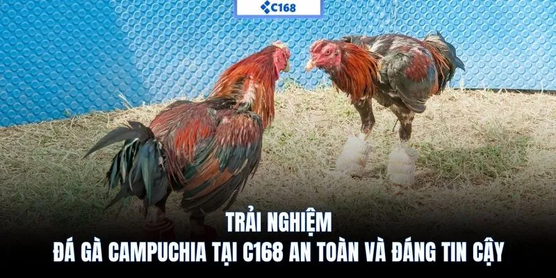 Trải nghiệm đá gà Campuchia tại C168 an toàn và đáng tin cậy